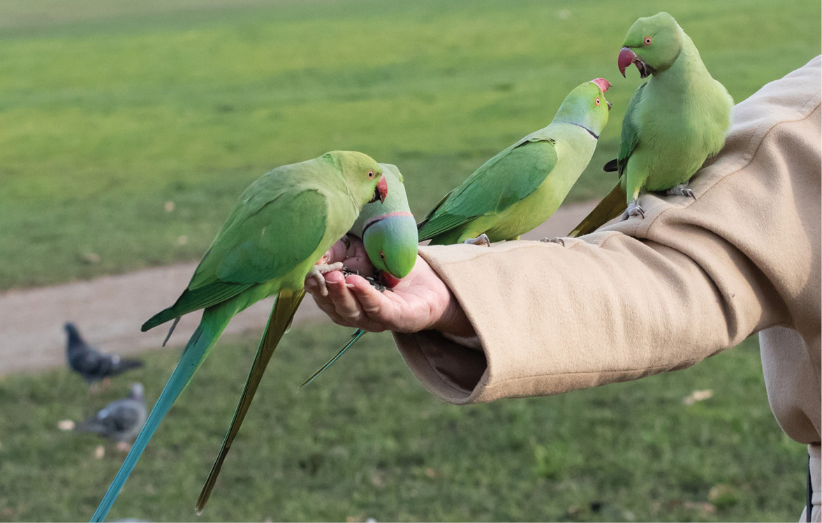 LEFT Ring-necked parakeets have become a potentially dangerous invasive species in Britain, outcompeting local animals for food and nesting sites.