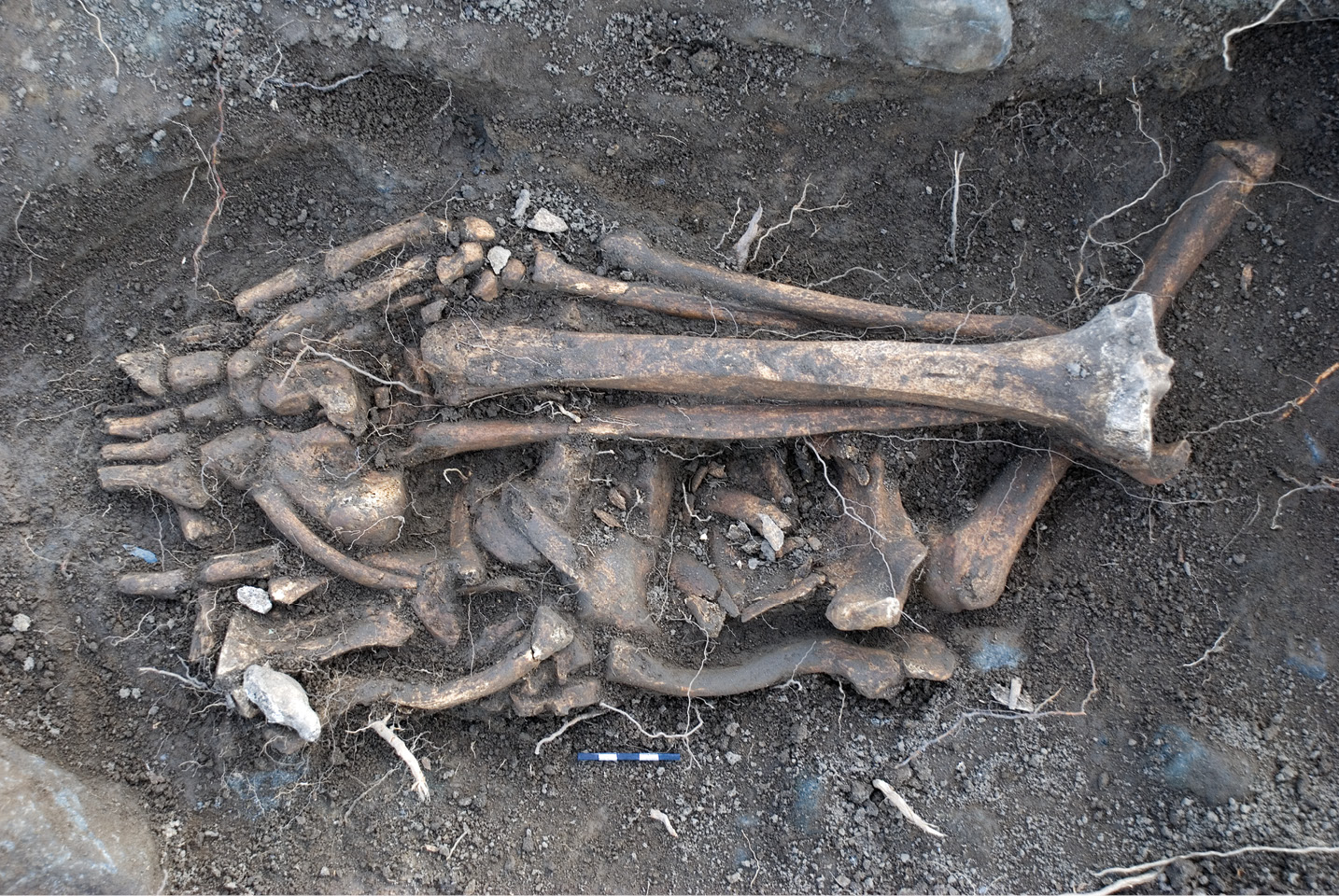 ABOVE Atypical burials raise all sorts of questions about the circumstances in which the deceased met his or her death. In this extreme case (Burial SK 42, Owenbristy, Co. Galway), a 24- to 29-year-old man dating from the 7th/8th centuries AD had been quartered and decapitated and his head taken elsewhere. At least 127 cut marks have been identified, including those in the groin consistent with genital mutilation.