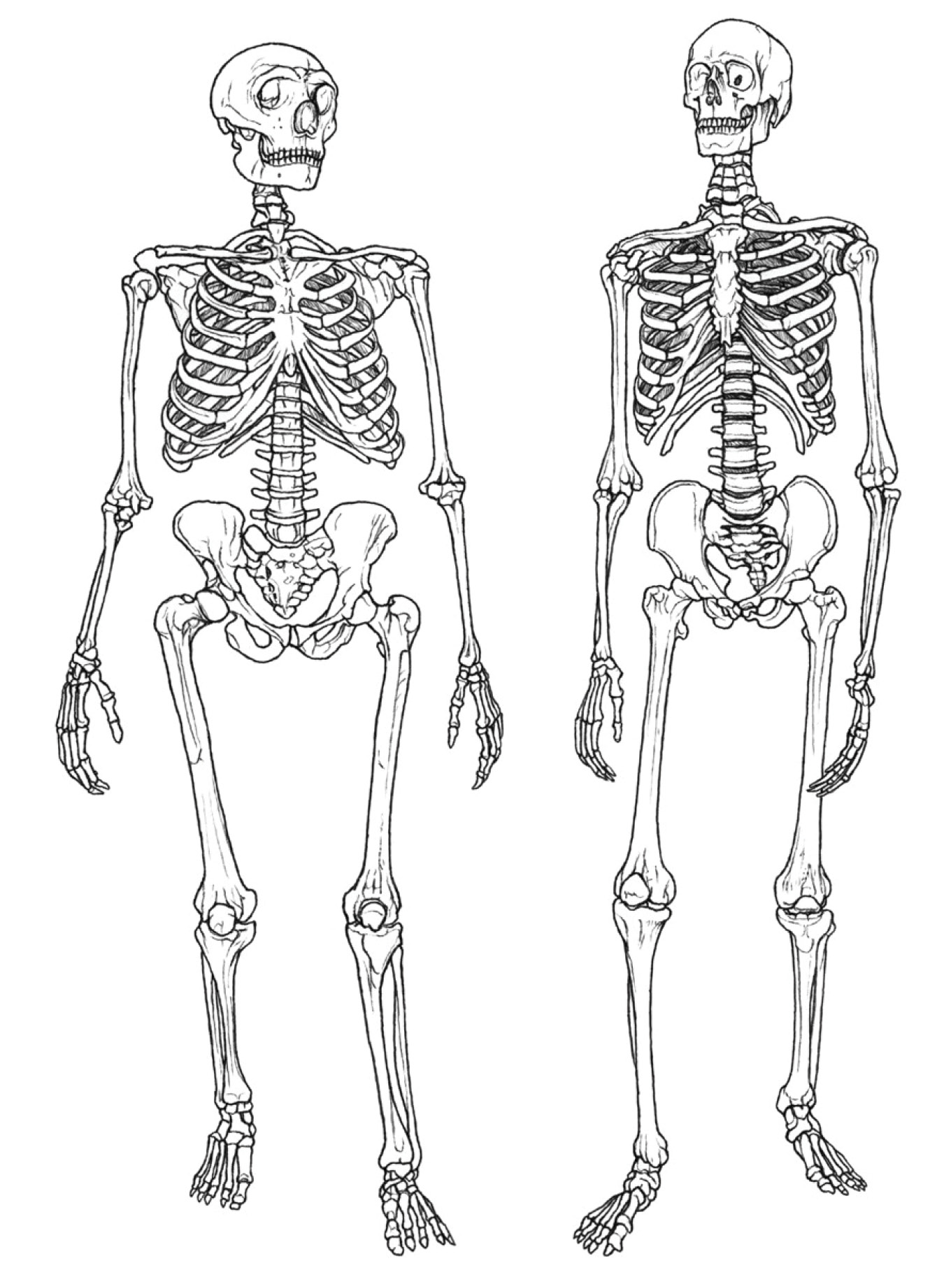 left While Neanderthals and Homo sapiens show clear anatomical differences, DNA analysis confirms that there were multiple episodes of interbreeding between the two hominin subspecies.