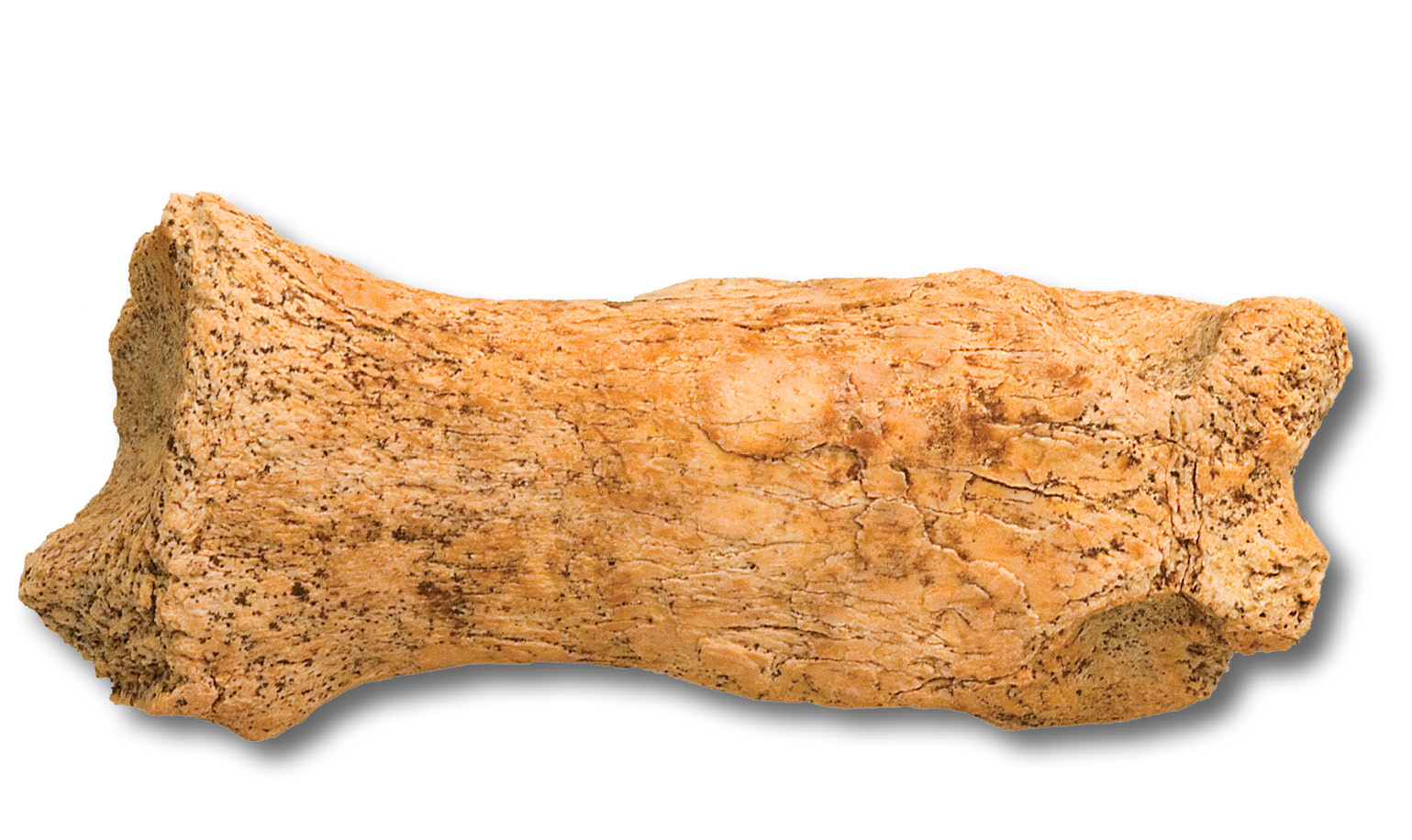 below A leopard toe-bone from Pontnewydd cave, Wales, held by St Fagans Museum. Wolves and hyaenas are other predators that may have competed with Neanderthals for use of caves through the time they lived in Britain.