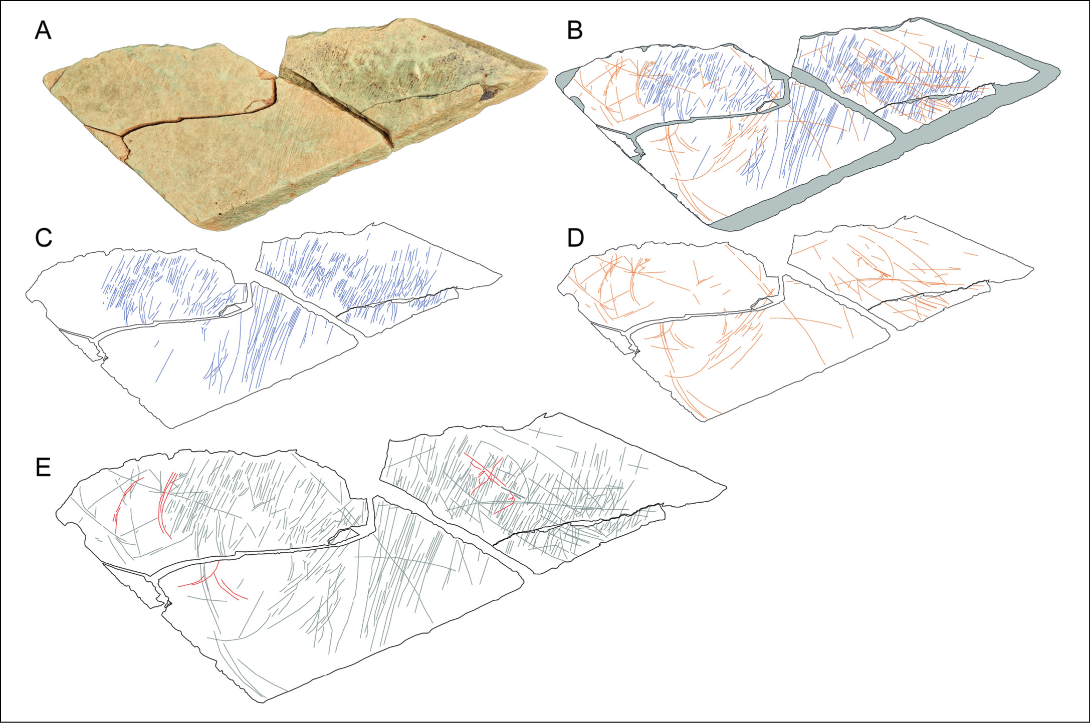 BELOW Complex patterns of engraved lines (here shown adorning Plaquette 1) were created in a distinctive sequence: first straight near-parallel lines (shown in blue), then superimposed curved lines (orange). Red lines mark features that have been interpreted as possibly zoomorphic imagery.