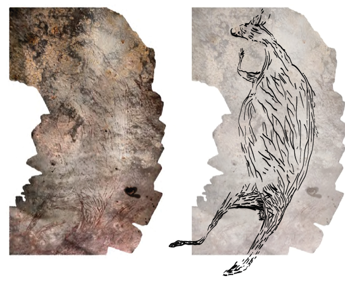 above This 2m-long painting of a kangaroo shown as a montage made from 39 photographs on the left and as an illustration on the right is Australia’s oldest known in situ cave painting, dating back c.17,300