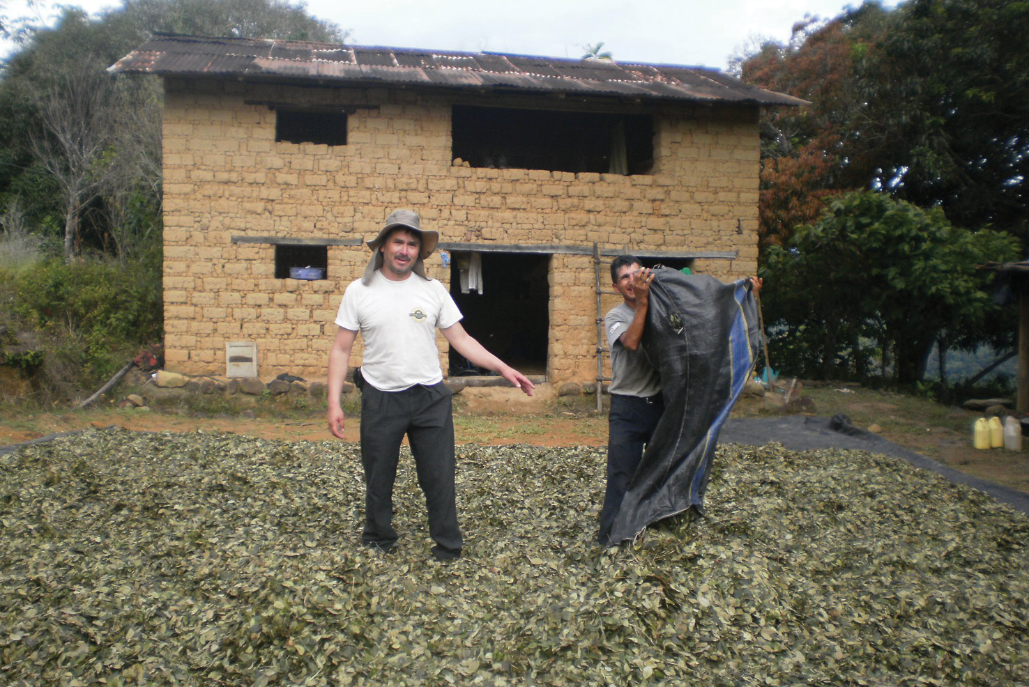 LEFT & BELOW Could the presence of open spaces near the buildings at Cedrocucho provide a clue about the produce being grown there? Coca leaves need to be dried in the sun after having been harvested, as this photograph of a crop being processed shows. The suitability of Cedrocucho for growing such plants is well illustrated by the modern plantation that begins directly below the boundary wall of the complex.
