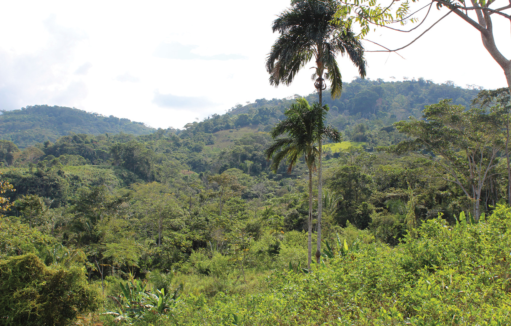 OPPOSITE Deforestation has revealed a mysterious complex in what was previously dense tropical rainforest in Peru’s Apurímac Valley. What can this tell us about past exploitation of the region? Initial survey work has revealed some possibilities, as well as intriguing structural features, such as what appears to be the main site plaza. RIGHT Tropical rainforest in Peru. Numerous natural resources from it were valued by the peoples occupying the adjacent highlands, including the Incas and Wari.