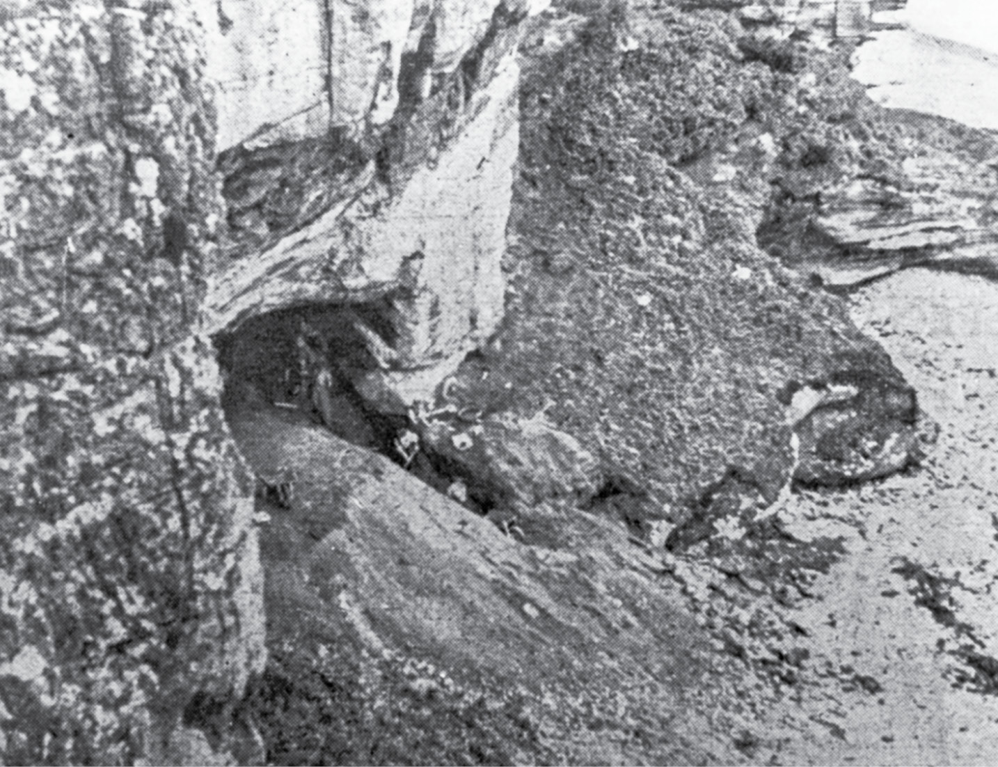 right Sylvia Benton excavated at the Sculptor’s Cave between 1928 and 1930.