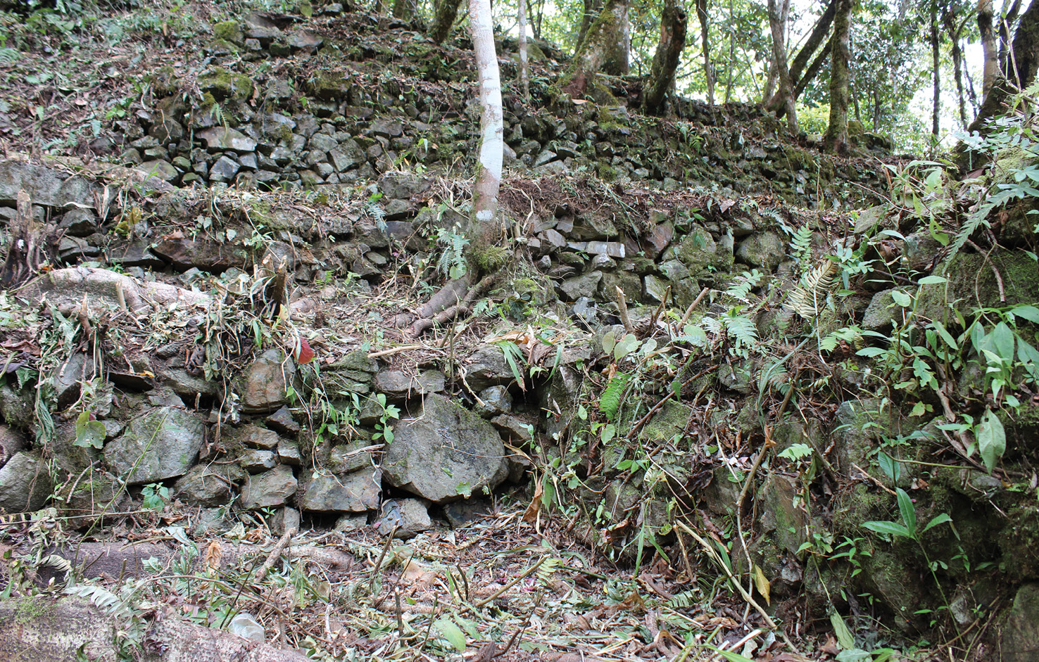 BELOW The most widespread feature of Cedrocucho are the terraces assembled on the steeply sloping ground including these ones, in the lower portion of the site.