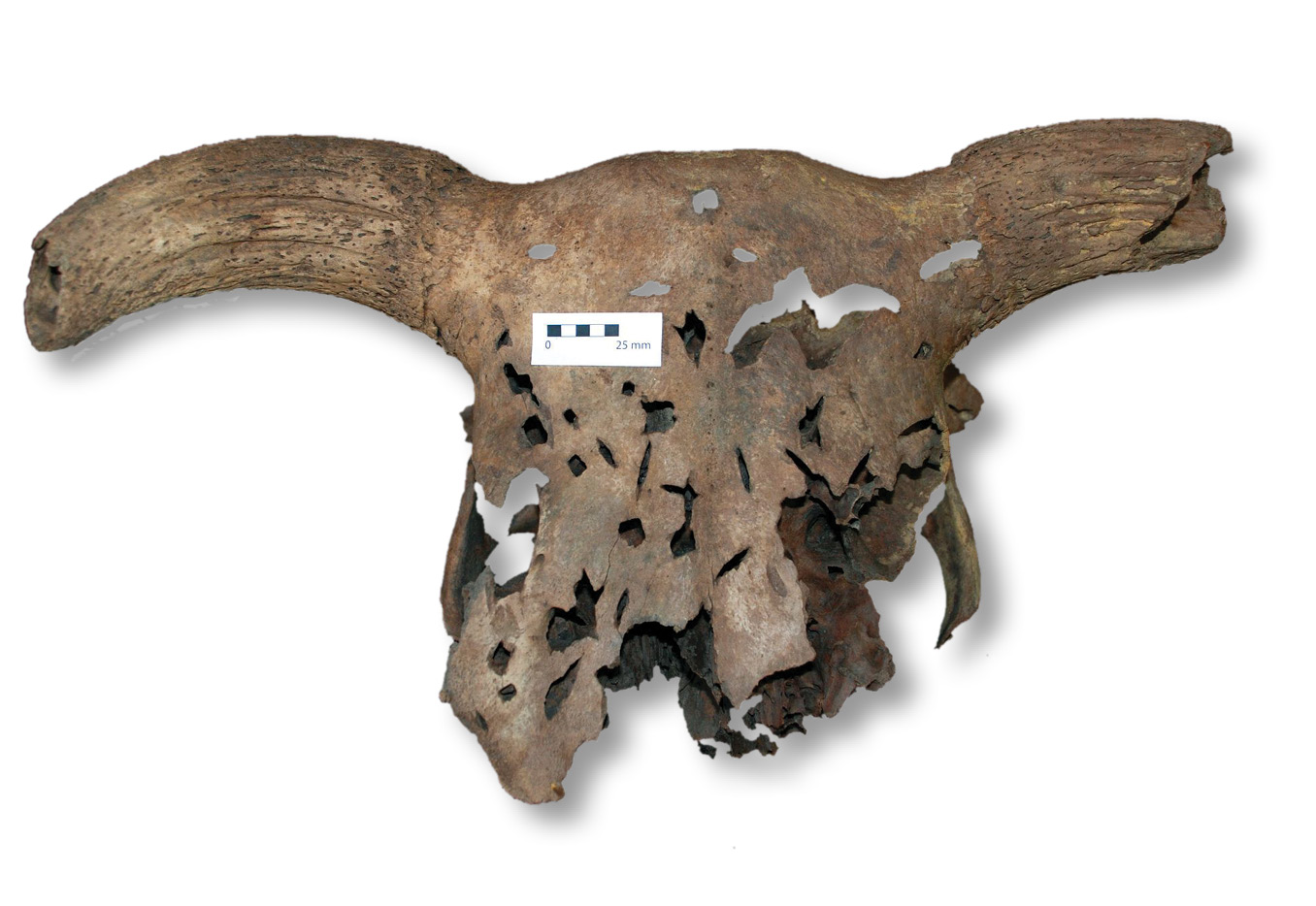 left & below Two of the more unusual finds from the northern Lanes site: a wooden cartwheel, and a cattle skull that had been used for archery practice.