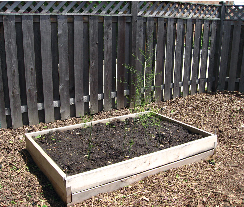 far left The possible Roman asparagus beds discovered in a rural settlement under excavation by Cambridge Archaeological Unit near Cambridge. The distinctive box-shape is shown in this modern asparagus bed (left).