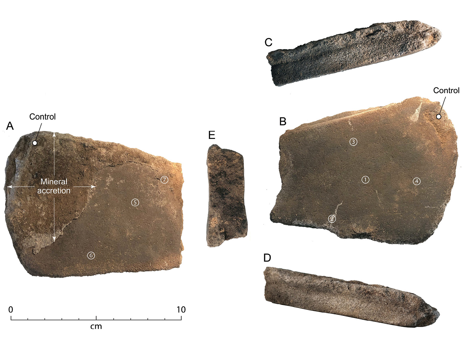 below The Cloggs Cave grindstone, showing its surfaces and sides. An accretion that formed across part of the grindstone after its use is indicated on Surface A. Numbers in circles show where residues were sampled, with ‘control’ samples from areas where grinding did not take place. The grindstone was deposited about 2,000 years ago.