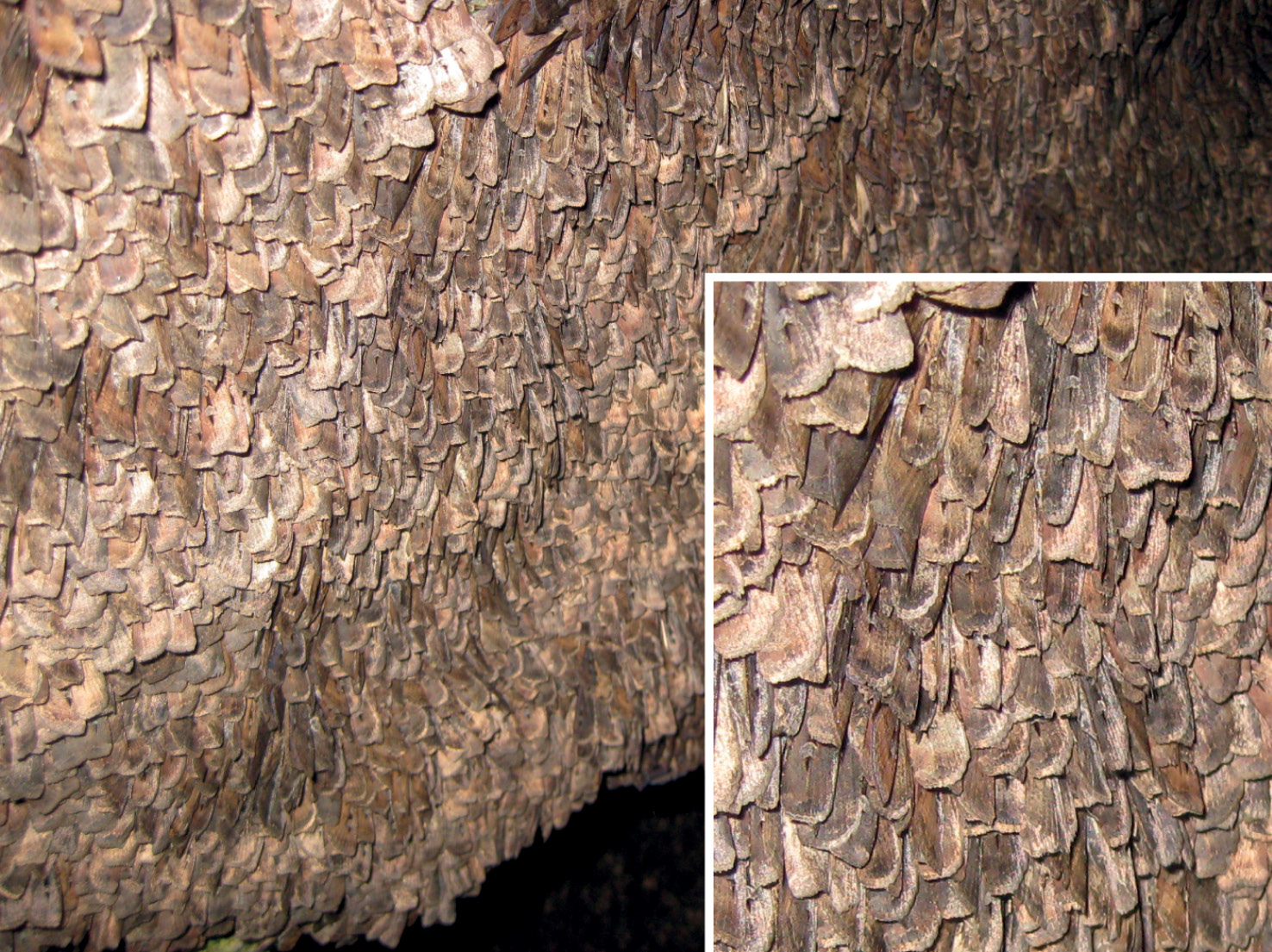 above A Bogong moth (right). As this photograph shows, at the right time of year thousands of them can be found per square metre on rock surfaces, offering an abundant source of food.