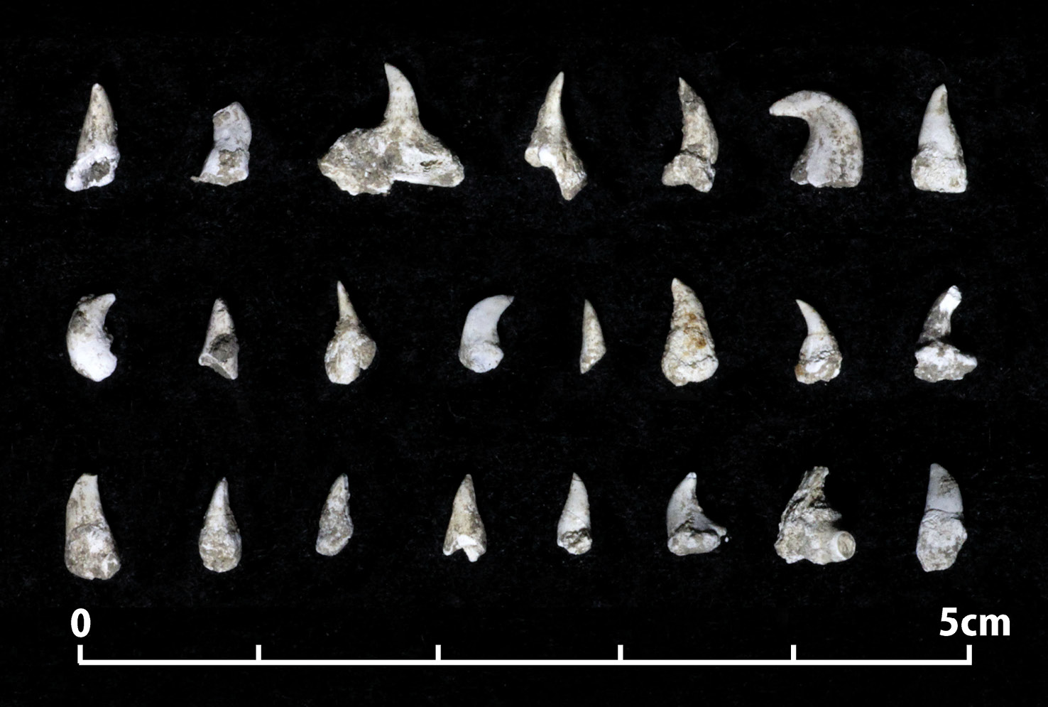 RIGHT Many thousands of salmonid bones and teeth were also recovered from Maeda Kochi.