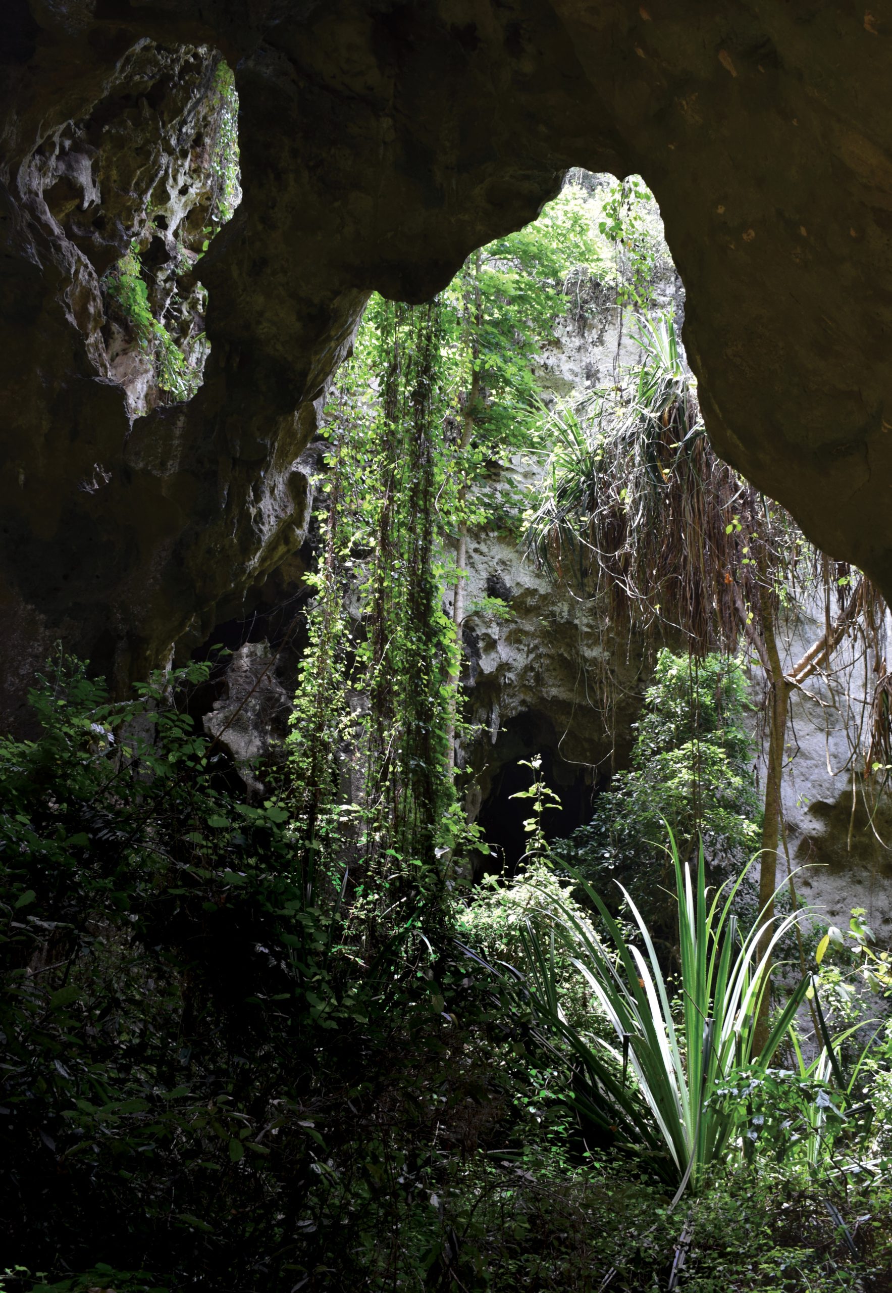 OPPOSITE Just how suitable are tropical forests for human activity? It was long assumed that leaving these challenging environments helped spur human development, but now research is overturning this view. Here we see Panga ya Saidi cave, which lies 15km from the coast of Kenya. Roughly 78,000 years