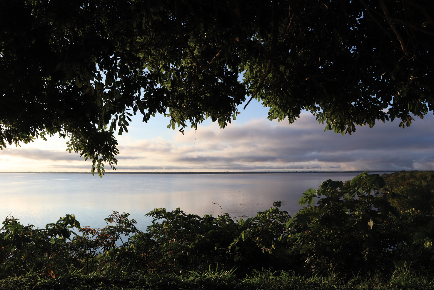 ABOVE The Amazon River is vast, but while the forest on its banks can resemble a pristine wilderness, this jungle has been modified by human activity for thousands of years with lasting, visible legacies remaining in its soils, species, and structure.