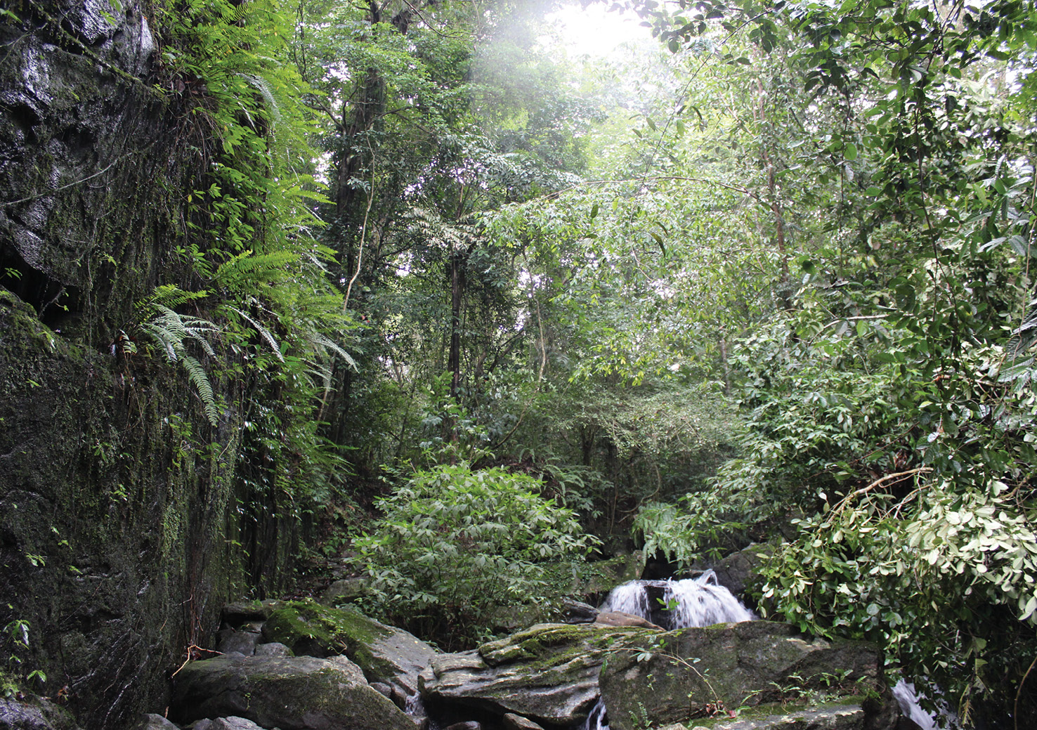 ABOVE Wet lowland tropical rainforest in Sri Lanka. It was once thought that humans moved into South and South-east Asia by relying on coastal resources along the Indian Ocean rim. Now, though, there is evidence for human groups living deep in the rainforest from about 45,000 years ago.