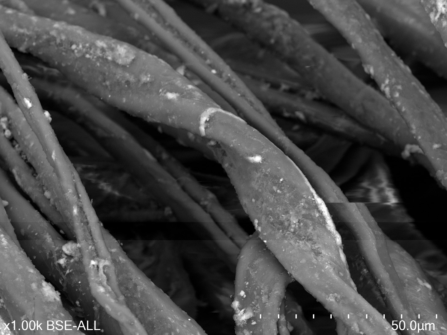 These micrographs show the distinctive ribbon-like appearance of cotton fibres (LEFT) and the characteristic scaly surface of wool (BELOW LEFT); these examples were dyed dark blue and red respectively.