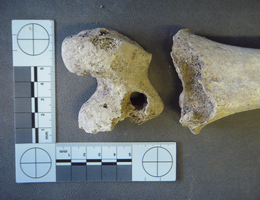 The end plate of the F3 left femur (LEFT) shows where a hole was drilled through it, as well as damage that would be consistent with articulation during drilling. A drill hole visible in the shaft of the right femur of F3 (RIGHT) is not visible in the corresponding end plate (or epiphysis). This indicates that it was not articulated with the shaft of the femur when the drilling was done. A drill hole can also be seen (Far right) in the upper end plate of F3’s right femur.