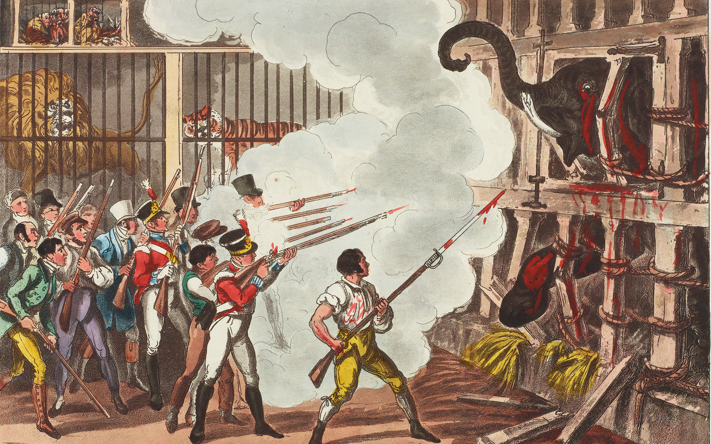 above This 1826 work by George Cruikshank, Destruction of the Furious Elephant at Exeter Change, depicts Chunee’s sad end.