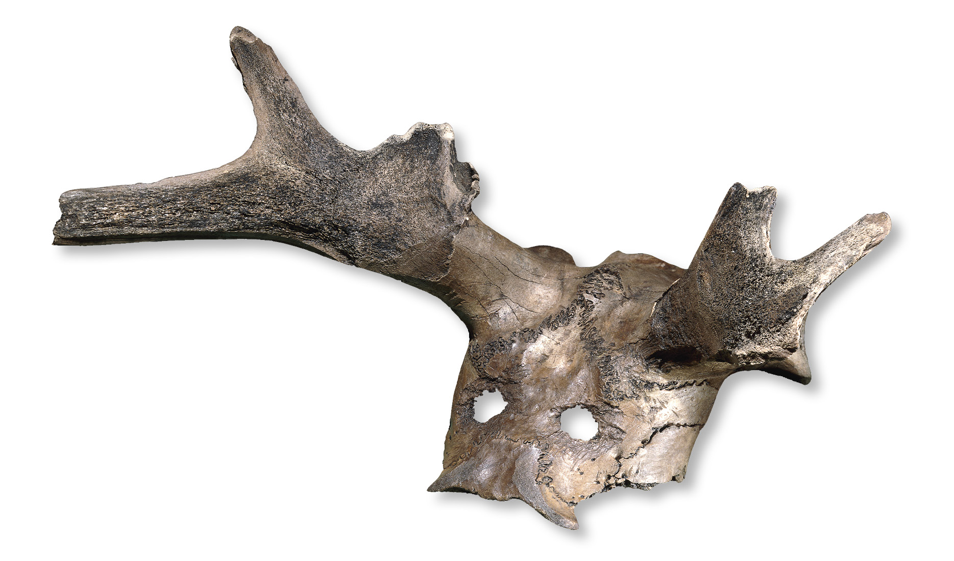 right One of 33 red-deer ‘frontlets’ excavated at Star Carr, a Mesolithic site in North Yorkshire.