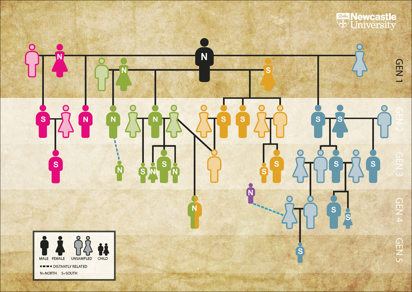 BELOW The reconstructed family tree. Image: Newcastle University/Fowler, et al. (2021)