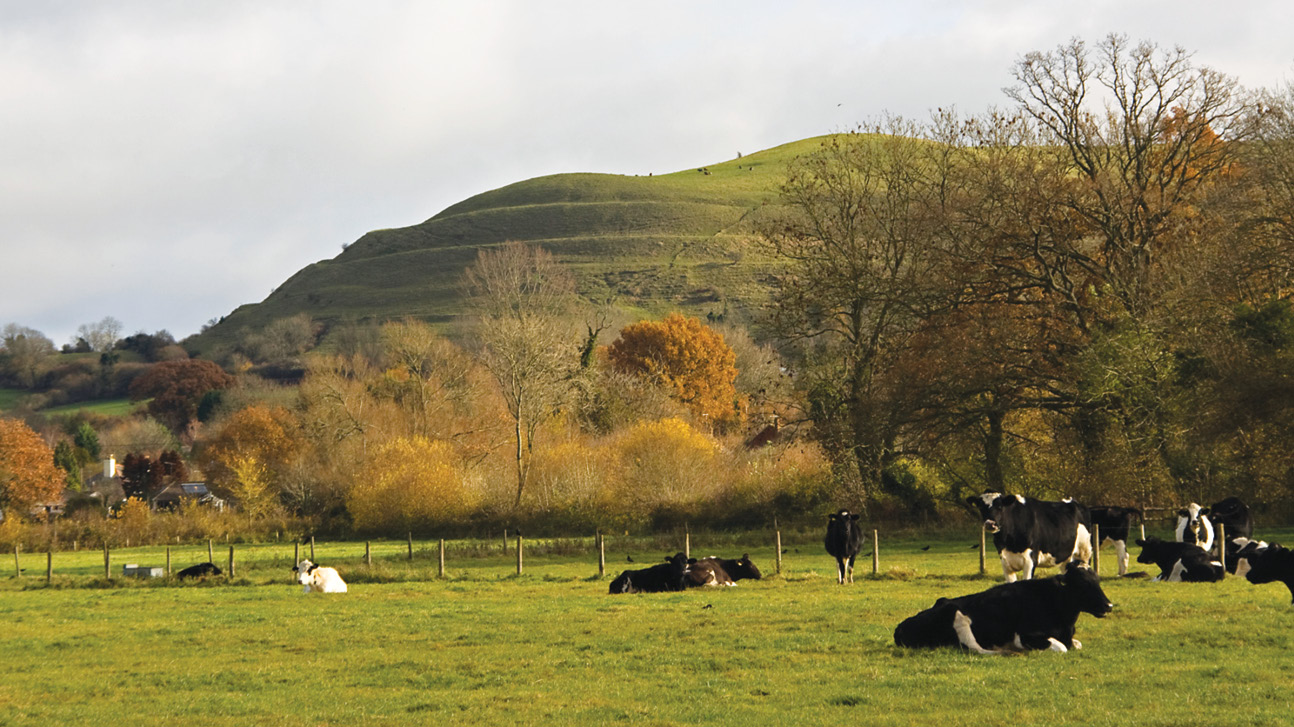 BELOW Modern cattle graze in front of Hambledon Hill in Dorset, home to two Neolithic causewayed enclosures and an Iron Age hill fort. The status associated with cattle farming was a key motivator to prehistoric communities ‘becoming Neolithic’, Julian Thomas suggests.
