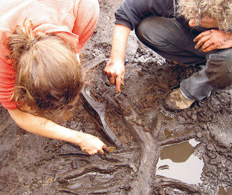 Top New investigations by university-based archaeologists from Manchester, York, and UCL have been underway since 2003. Here a worked red-deer antler is uncovered. Above During the new excavations, a layer of preserved brushwood around 10,000 years old was found beneath a layer containing worked flint and antler.