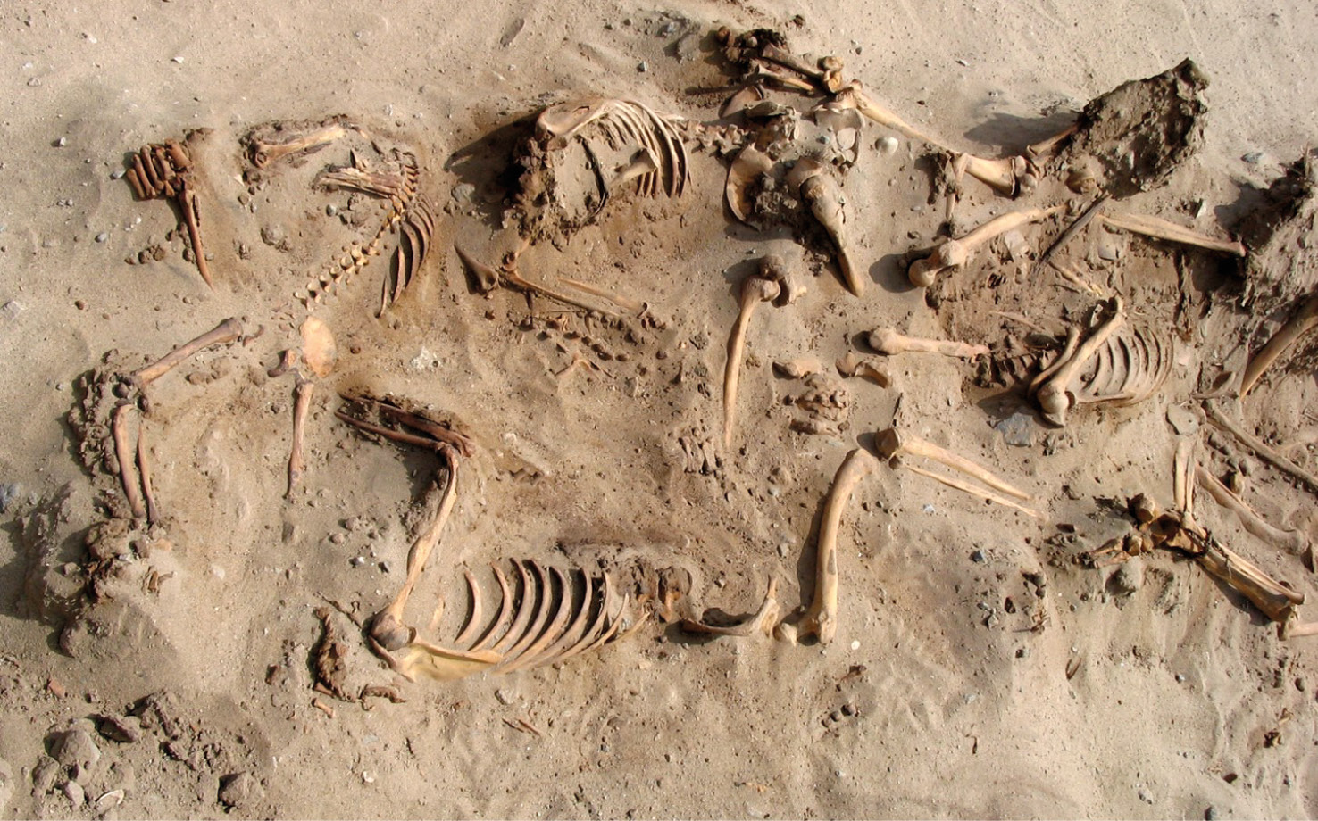 left A pile of decapitated bodies found within the rectangular structure at Amato.