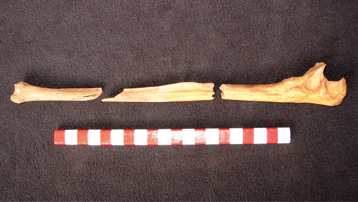 left Decapitation was not the only injury apparent on some of the deceased. Broken arm bones are particularly common and appear to be wounds known as parry fractures, which occur when people defend themselves. below The walled settlement of Tambo Viejo lies elsewhere in the Acari valley. At times when resources were scarce, such neighbouring communities would have had a strong motive to strike Amato.