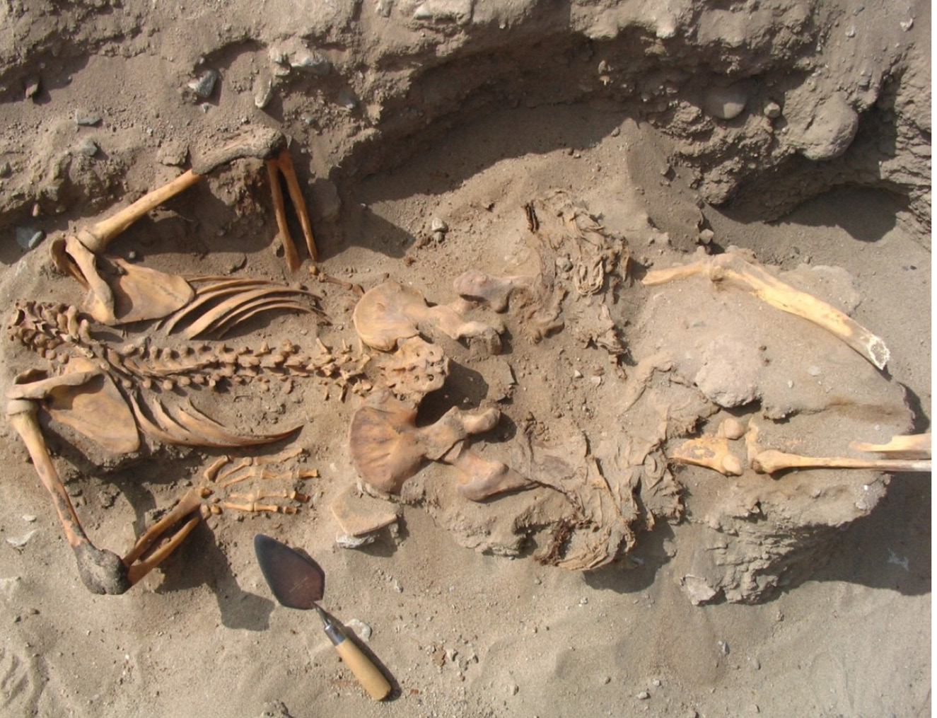 left Excavations within the central enclosure revealed numerous headless corpses. The remains of this individual were among the first to be found. below A vertebra from one of the victims found at Amato. The cut marks visible on the bone show that the victim was deliberately decapitated.