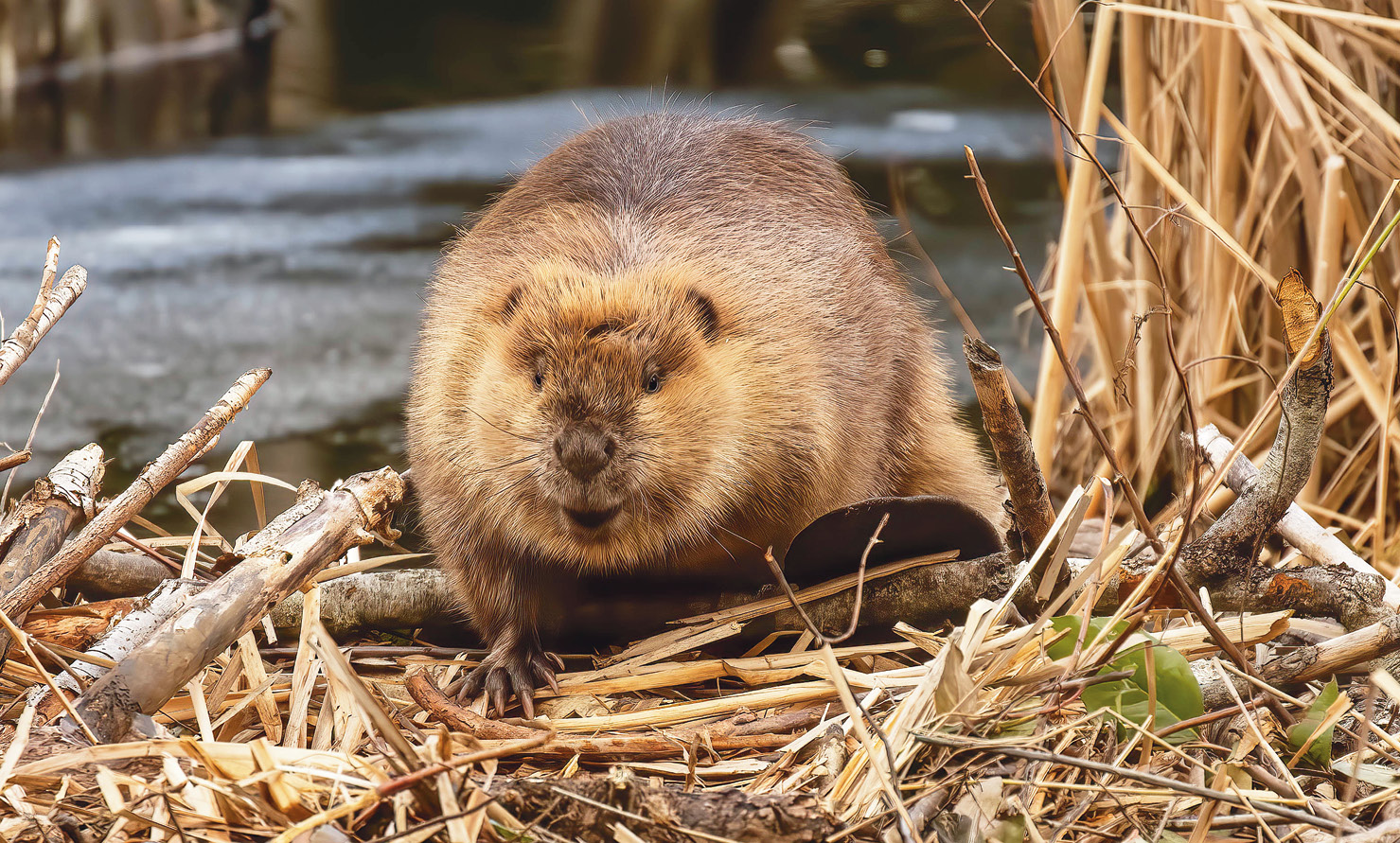 BELOW In the past, beavers have been hunted for both their fur and their musk glands, which have painkilling properties.