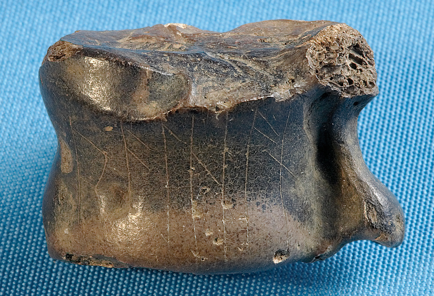 above The Caistor-by-Norwich astragalus is a roe deer ankle bone that was found in a fifth-century cremation urn in 1937. Its inscription, written using runes, has been interpreted as reading simply ‘roe deer’. It is probably our oldest text in the English language.