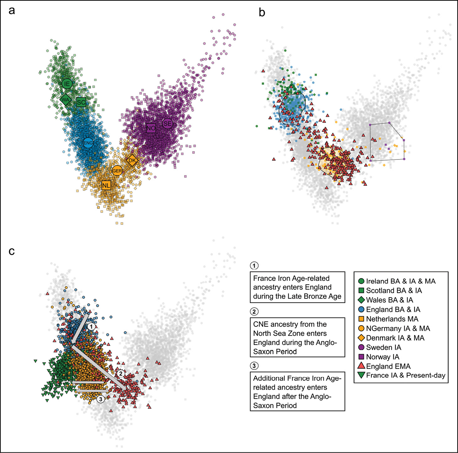 left Genetic map visualising genetic profiles from present-day (a) and ancient (b) samples in the context of northwestern Europe. Panel (c) reconstructs how three major genetic shifts have formed the present-day English gene pool.
