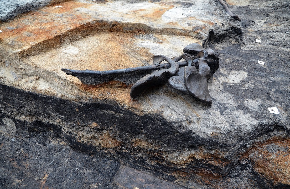 above Four male pelvic bones threaded onto a long stick suggest a deliberate act of ritual desecration.