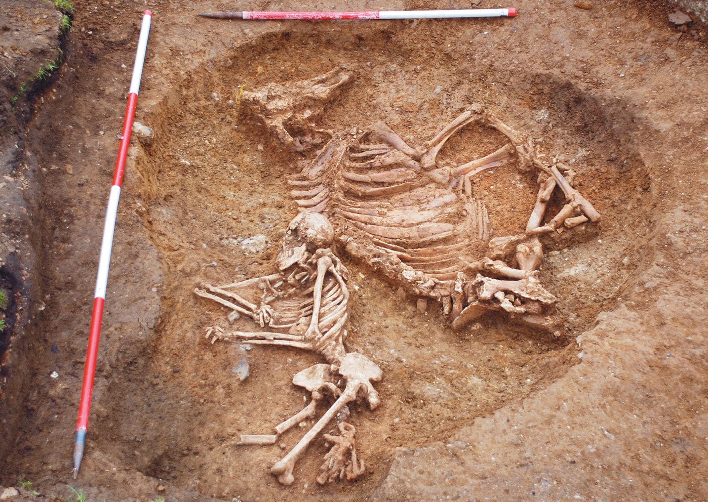 LEFT By comparing archaeological evidence from cemetery excavations with genetic data from the people buried there, we can gain detailed insights into how burial practices varied within and between settlements, and whether people used these customs to signal differences in their ancestry. This is Grave 80 at Oakington, one of the Cambridgeshire cemetery’s more distinctive burials. Why was this woman, alone among her peers, laid to rest beside a cow?