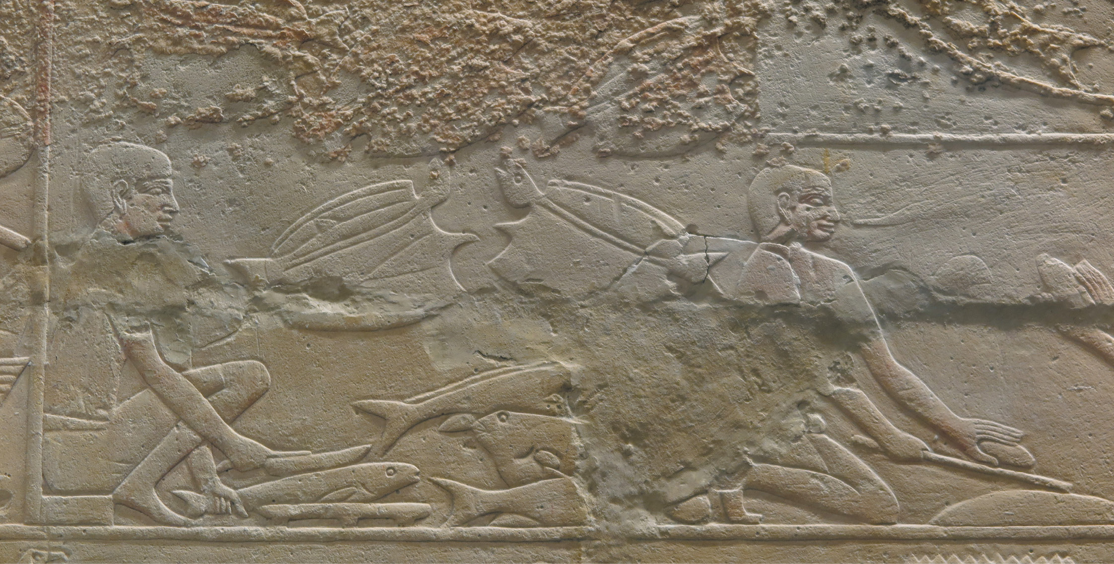 above Landed fish are prepared for drying by being split open along the back and ‘butterflied’ spread flat. Tomb chapel of Hetepherakhty. below The tomb-owner spearing fish in the Delta marshes. Tomb chapel of Hetepherakhty. below right Deliveries of tilapia and catfish for processing. A facsimile by Norman De Garis Davies of a scene in TT73, the tomb of Amenhotep.