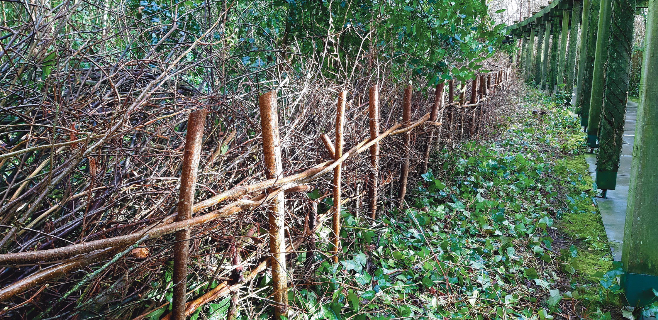 ABOVE Coppiced hazel rods, as seen at the Brú na Bóinne centre. When the new visitor centre opened, a decision was taken to plant vegetation that was known from pollen cores taken during the