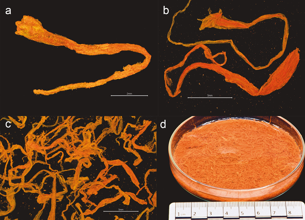 above Saffron strands, which still retained their scent and colour, were recently found along with other spices on board the wreck of the Danish royal flagship, the Gribshunden.