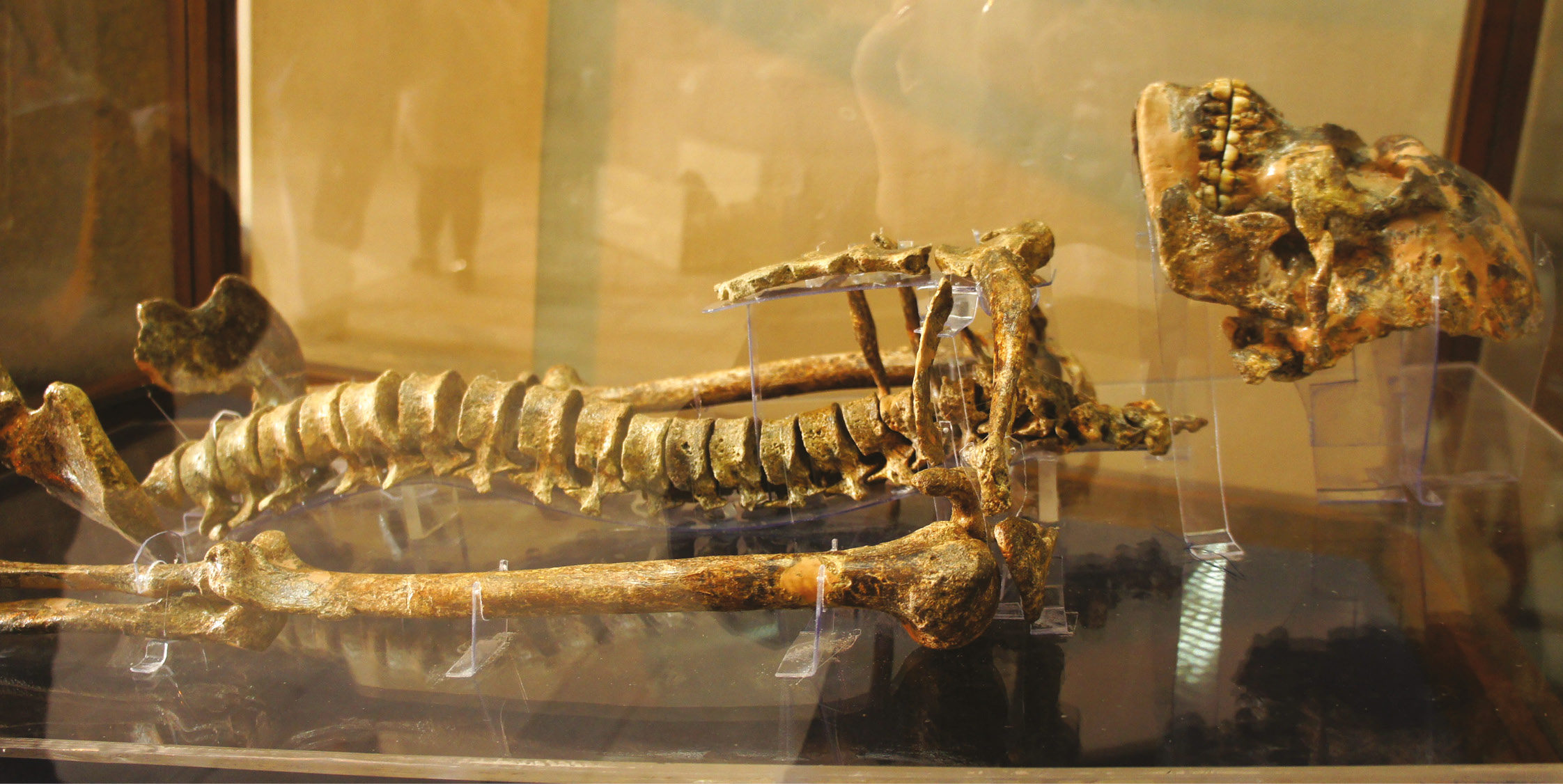below The skeleton of Wadi Kubbaniya Man, on display in the Egyptian Museum, Cairo.